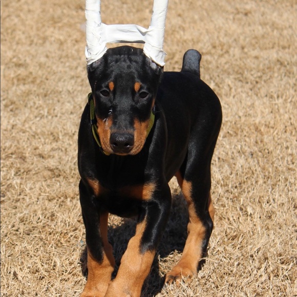 sparksdobermans